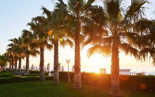 dubai-palm-adasi